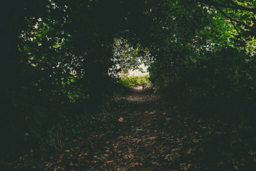 mansfield best places to walk for the elderly