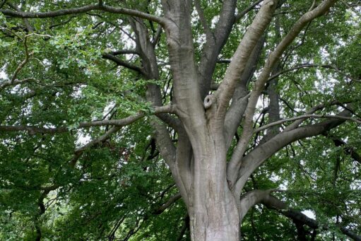 Reigate & Horsham Best Places for the Elderly to Go for a Walk