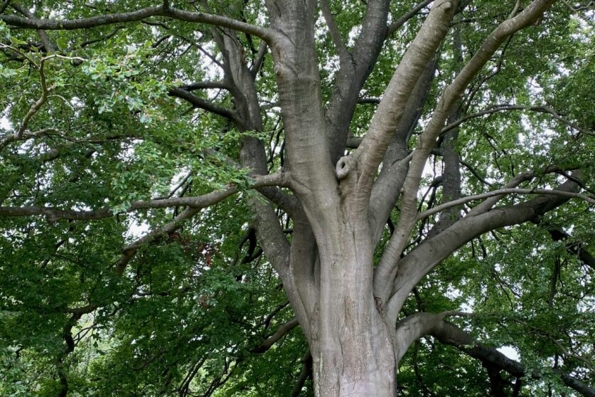 Reigate & Horsham Best Places for the Elderly to Go for a Walk