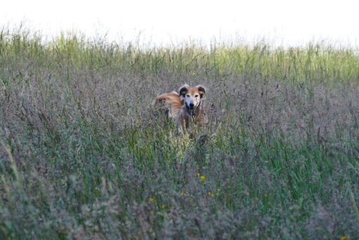 st albans best places for elderly to walk