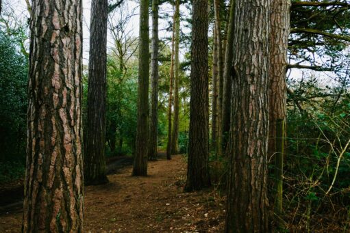 sutton coldfield best places to walk for the elderly