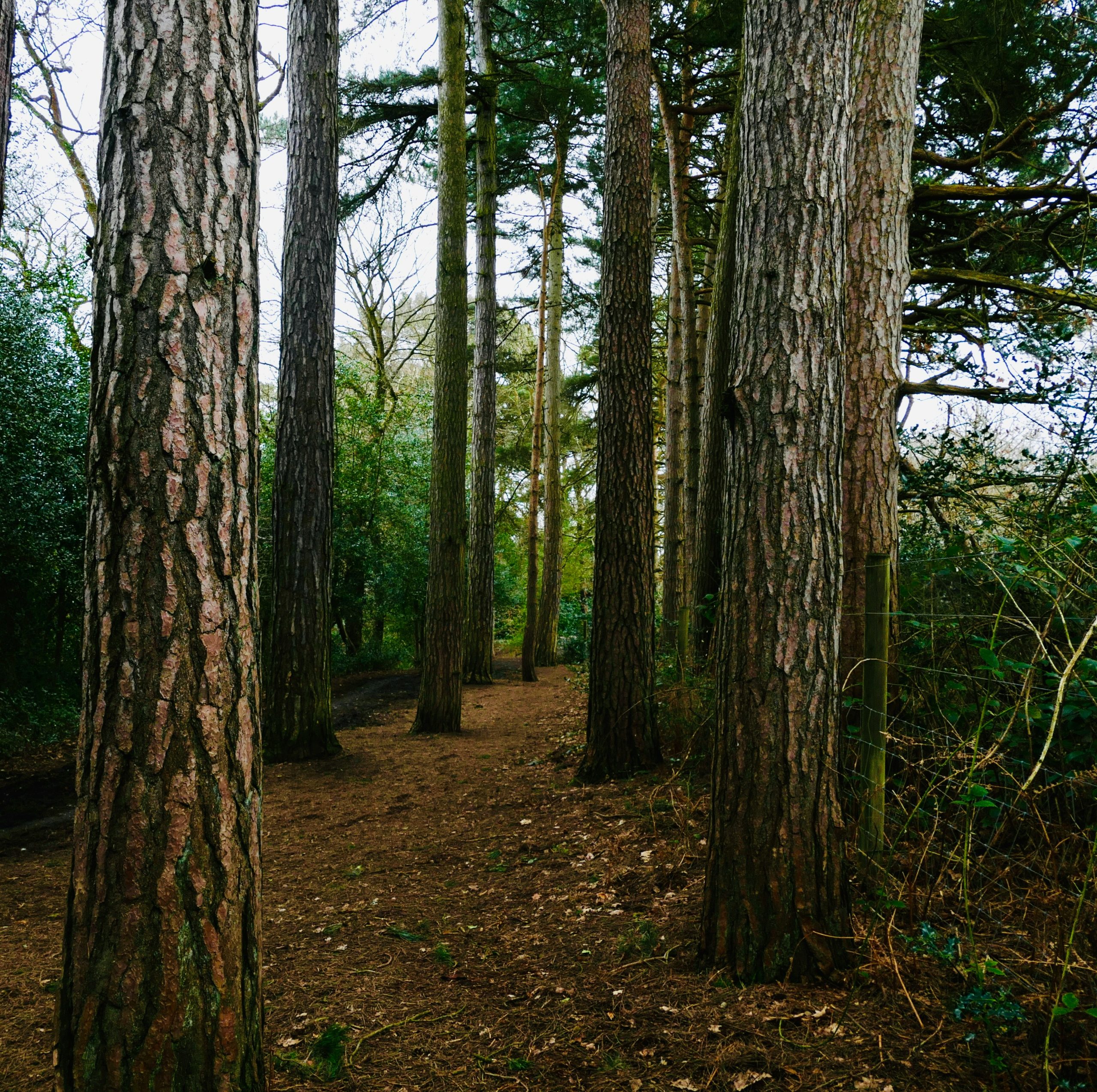 sutton coldfield best places to walk for the elderly