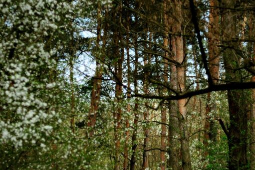 waltham forest best places for elderly to walk