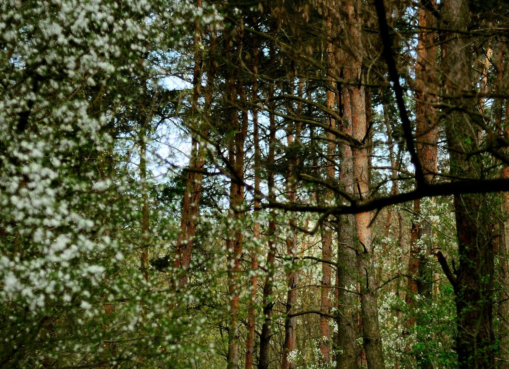 waltham forest best places for elderly to walk